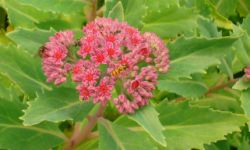 2013-08-18_Regina-F-Rau_Schachen_Blumen  (131).JPG